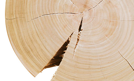 STUMP