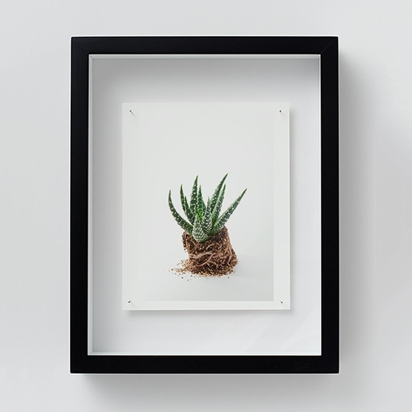 yʐ^zщV uNT17 Haworthia fasciatav S