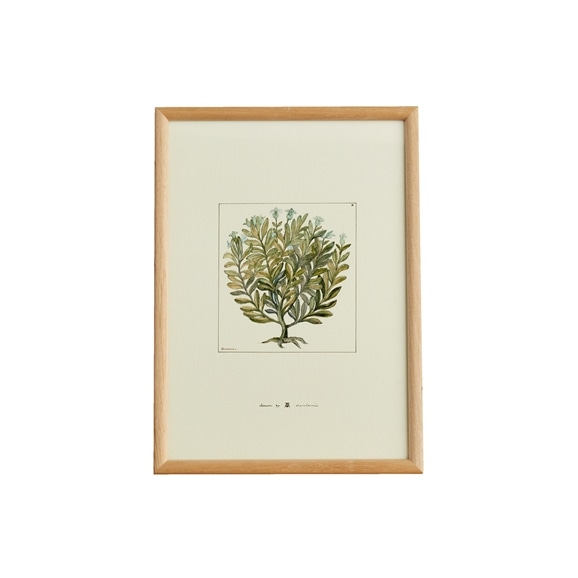 yʐ^zy݌Ɍzcoricci ubotanical Axv