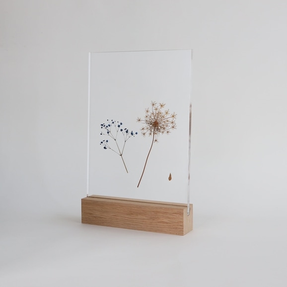 yʐ^zy_zOR uAcrylic pressdryflower 05v