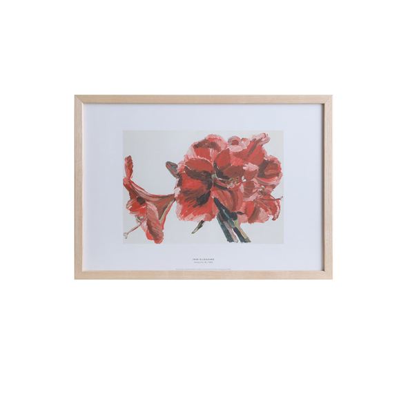 �y�ʐ^�z�y��ԕi�z �C���Q�E�G���K�[�h �uAmaryllis (6) �v #���C�W�A�i�ߑ���p��