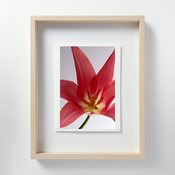【写真】林雅之 「LF011 Tulipa チューリップ」