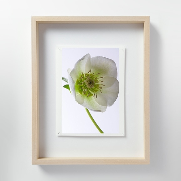 щV uLF024 Helleborus NX}X[Yv M