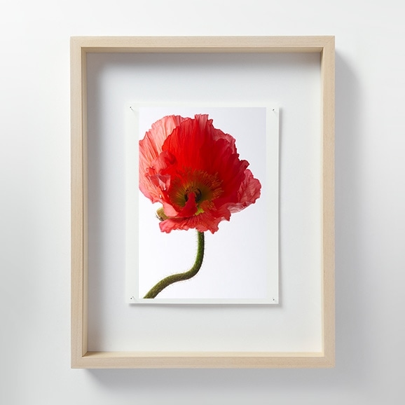 yʐ^zщV uLF040 Papaver orientale |s[v M