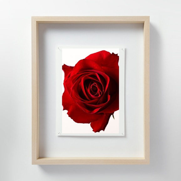 【写真】林雅之 「LF052 Rose バラ」 M