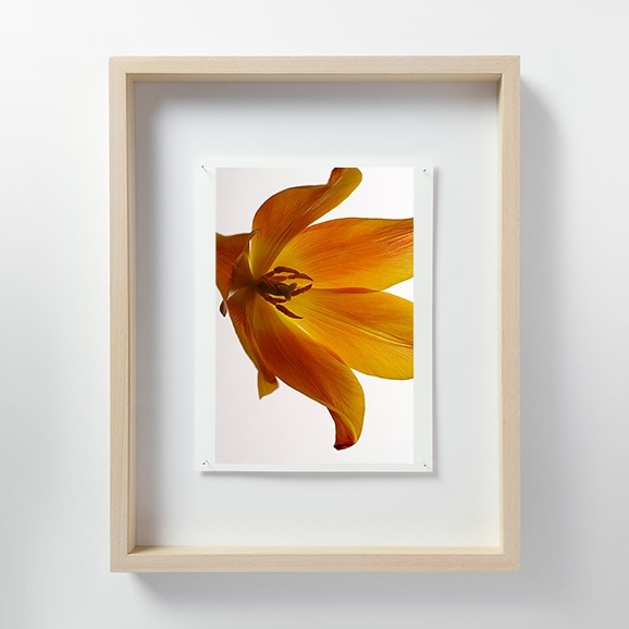【写真】林雅之 「LF054 Tulipa チューリップ」