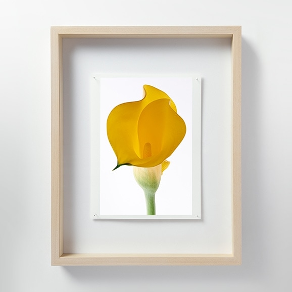 yʐ^zщV uLF060 Calla lily J[v M