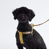 MILOU by IDEE Harness M J~[