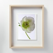 щV uLF024 Helleborus NX}X[Yv M