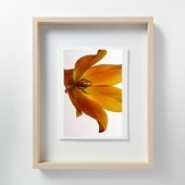 林雅之 「LF054 Tulipa チューリップ」