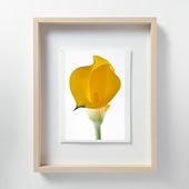 щV uLF060 Calla lily J[v