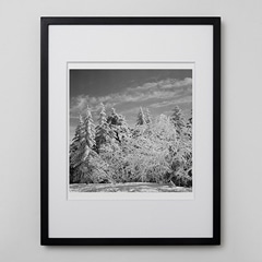 IDEE購入　林雅之　写真額入り 林雅之 「NT09 Echeveria 'setosa'」 S｜写真｜IDEE SHOP Online