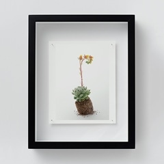 【即完売✦echeveria✦クラシック✦フレンチ✦トラウザー✦ ブラック1✦】 il_340x270.3817091765_1geu.jpg
