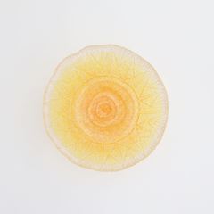 奥田康夫 太陽小鉢｜これまでに販売した商品｜IDEE SHOP Online